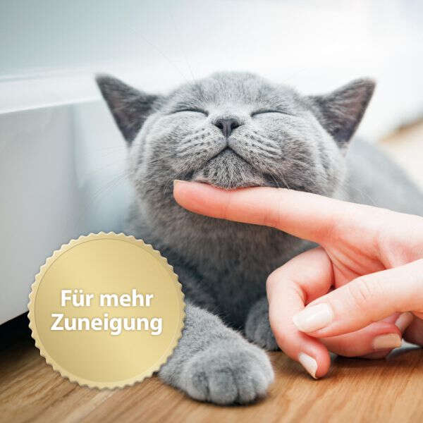 Felisept Home Comfort Nachfüllflakon für Katzen